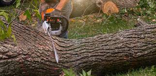 Trusted Riverbend, WA Tree Services Experts